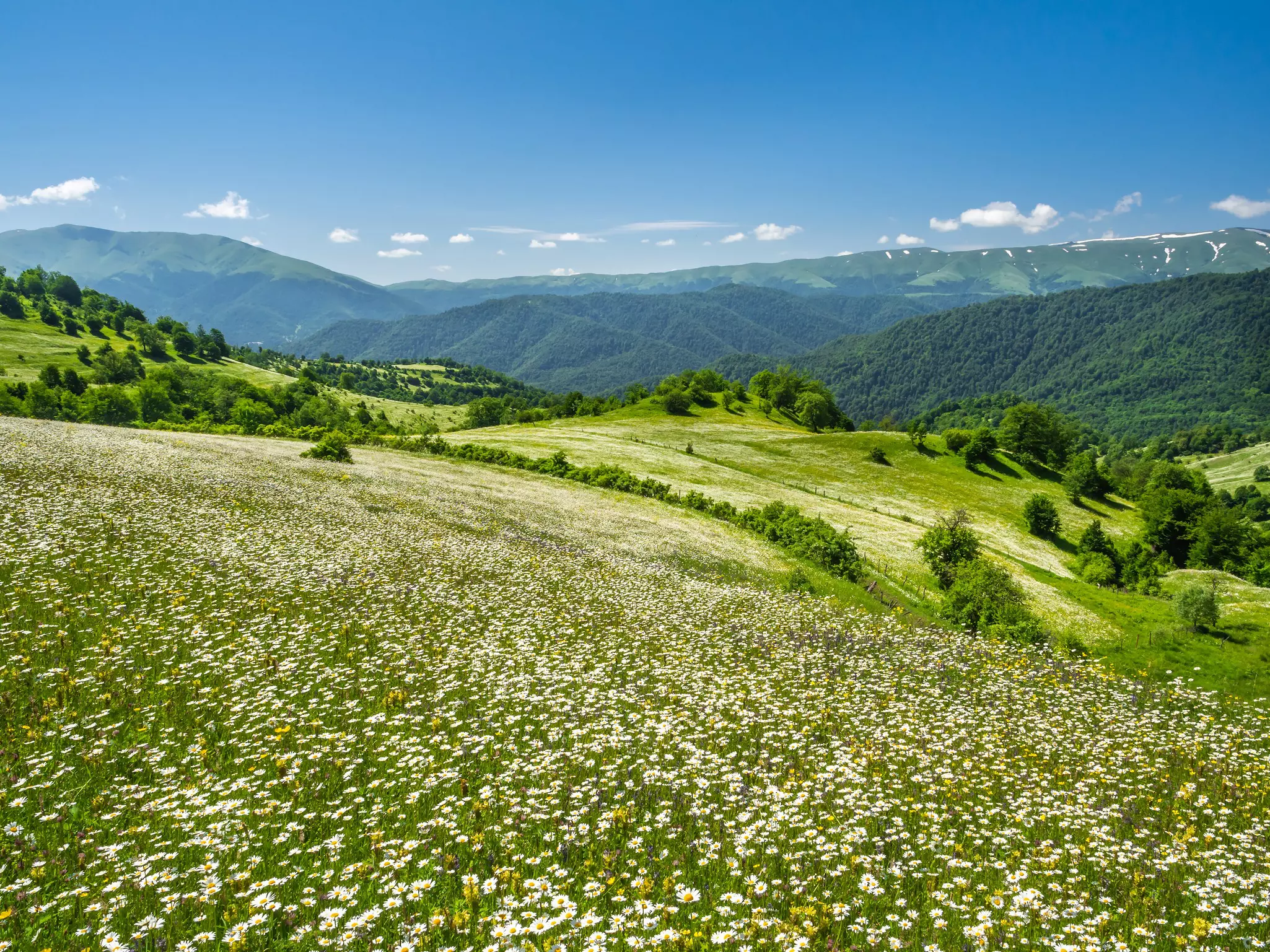 Countless wildflowers blooming in abundance on green hillsides of Lesser Caucasus in Dilijan national park, Armenia. Summer mountain landscape on a nice sunny day.