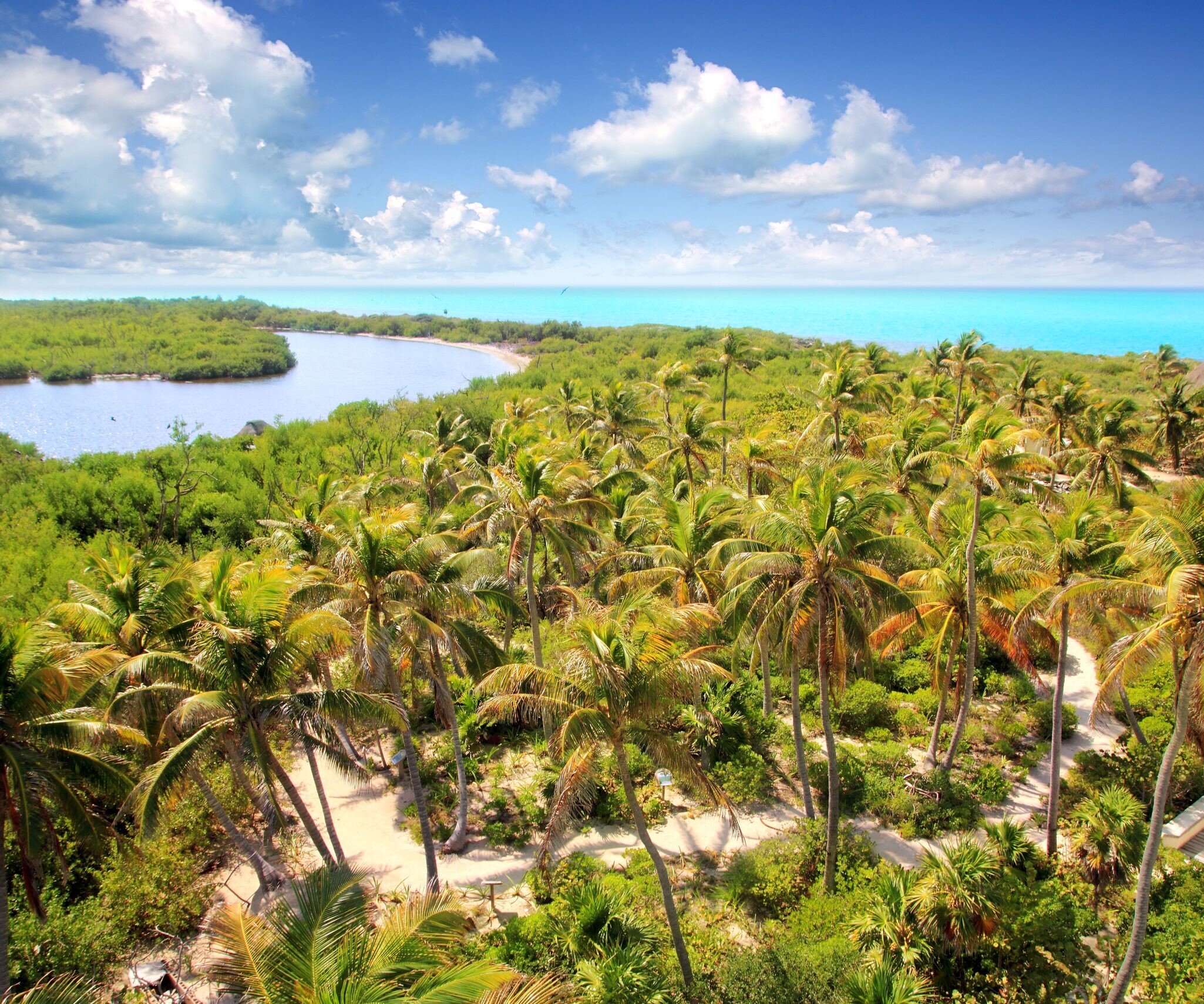 Aerial of a path between palm trees on Isla Contoy.