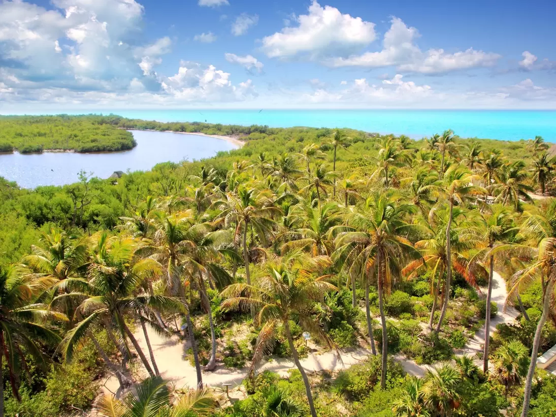 Aerial of a path between palm trees on Isla Contoy.