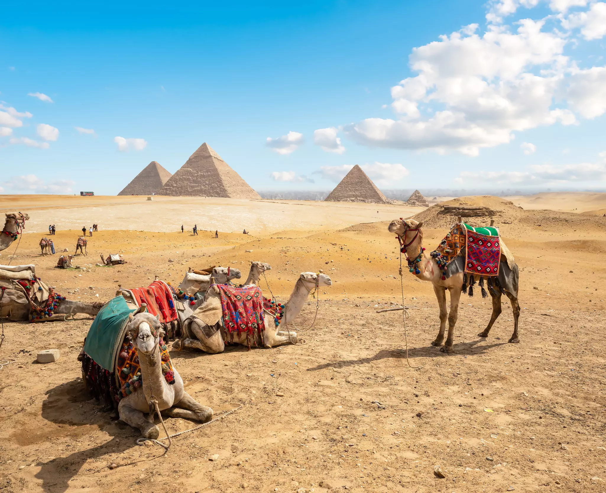 Camels take a rest in the desert. Distinct pyramid structures stand in the distance.