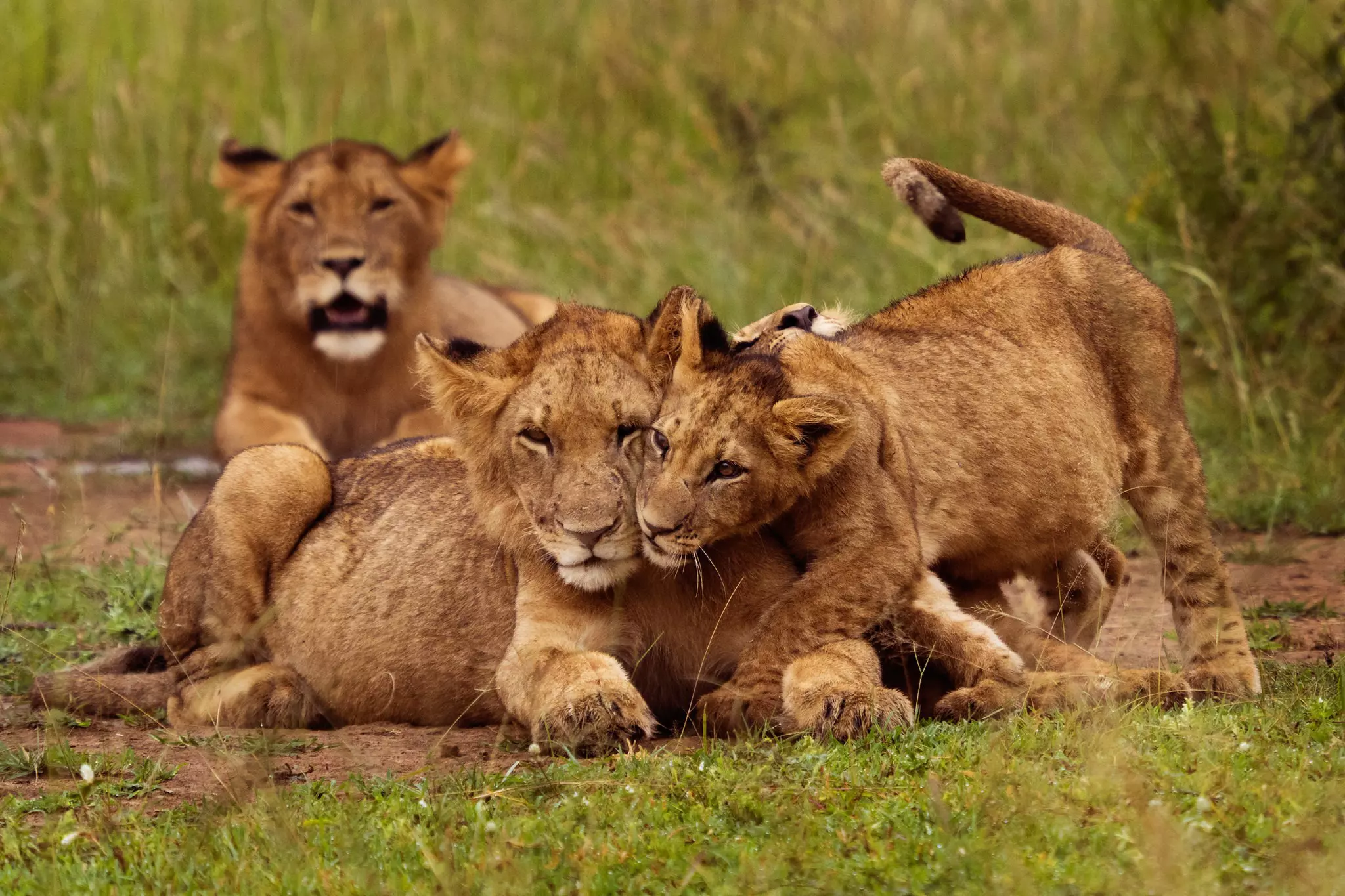 There are now more than 50 lions in Akagera National Park © Courtesy of Visit Rwanda