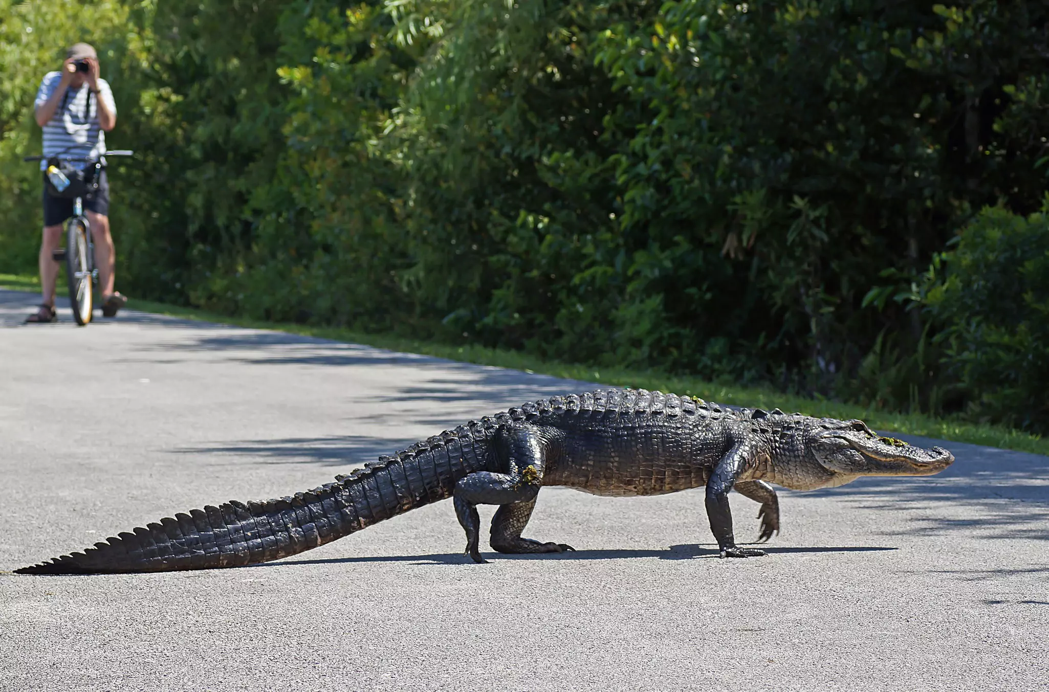 A man on a bike takes a photograph of an alligator crossing a paved path.
