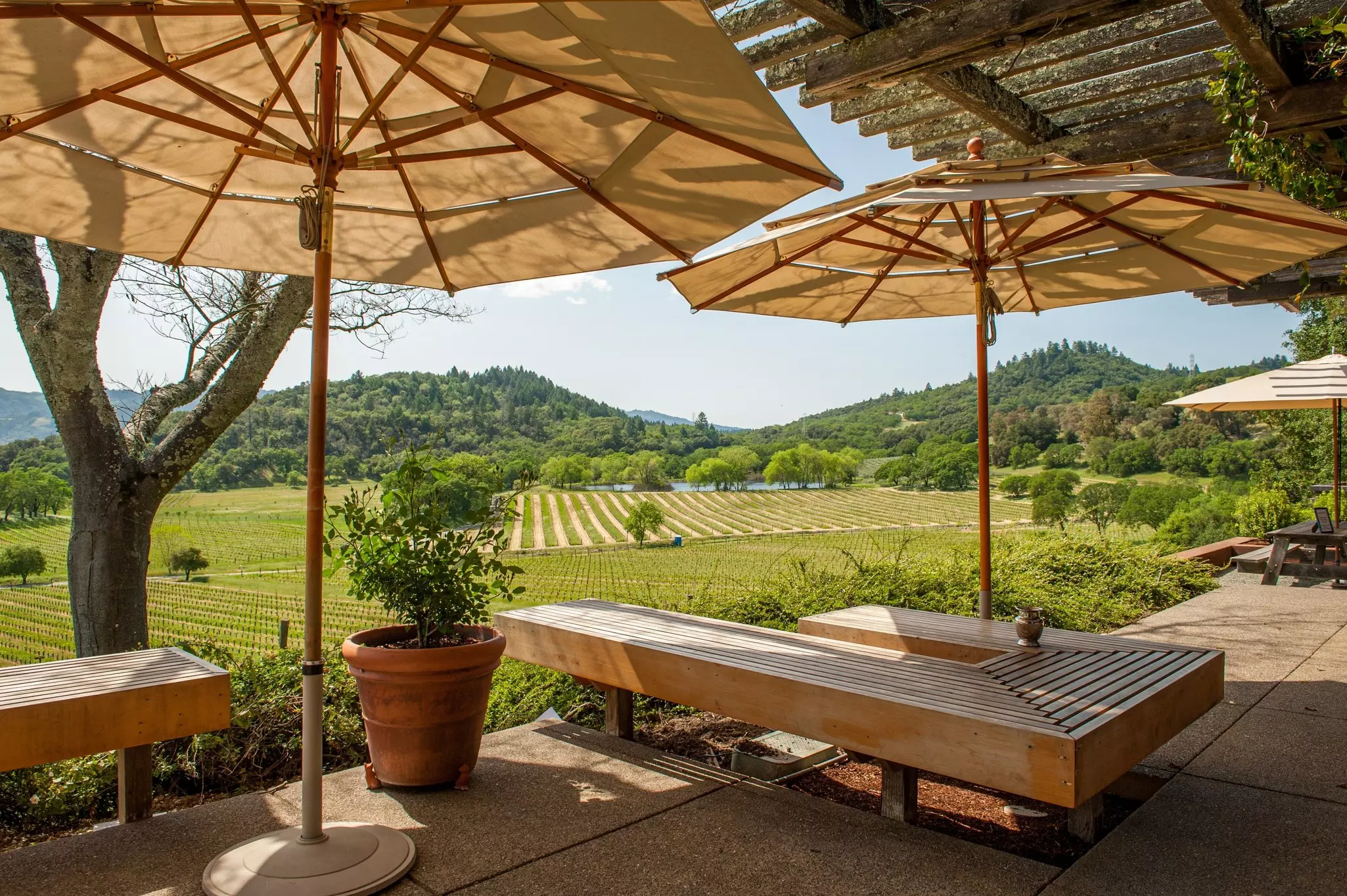 A vineyard in Napa Valley during spring in California.