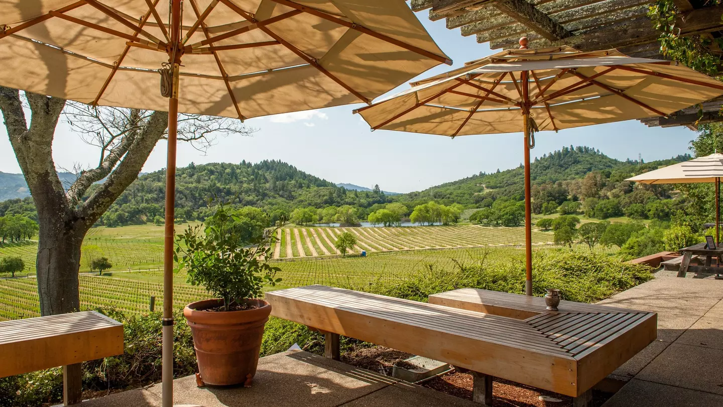 A vineyard in Napa Valley during spring in California.