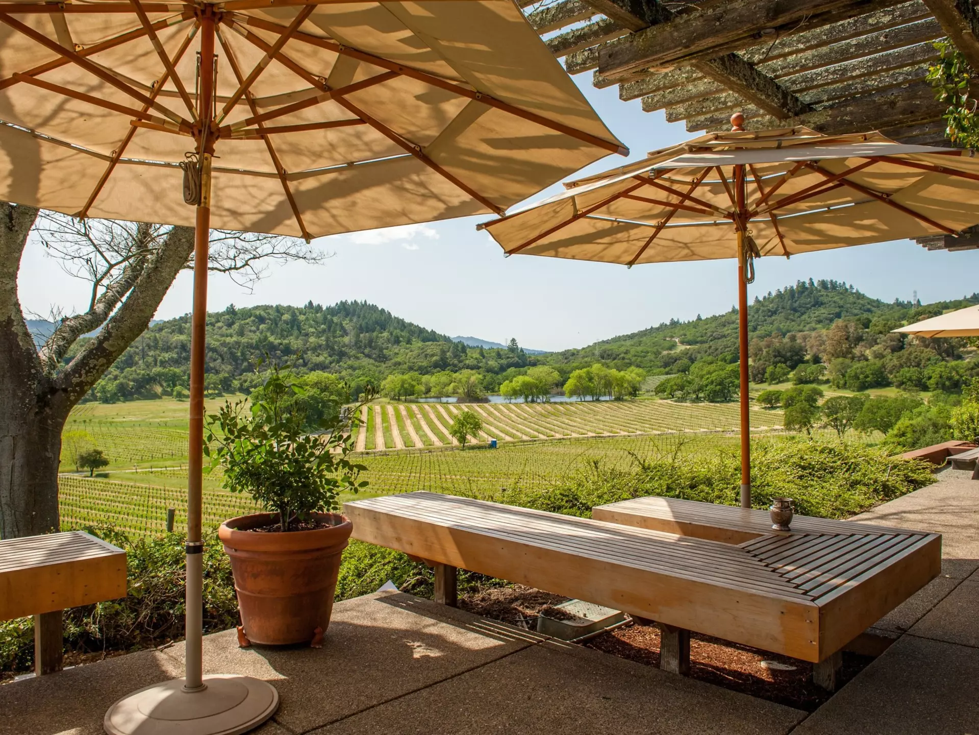A  bench with a Napa vineyard view. Rolf_52/Shutterstock