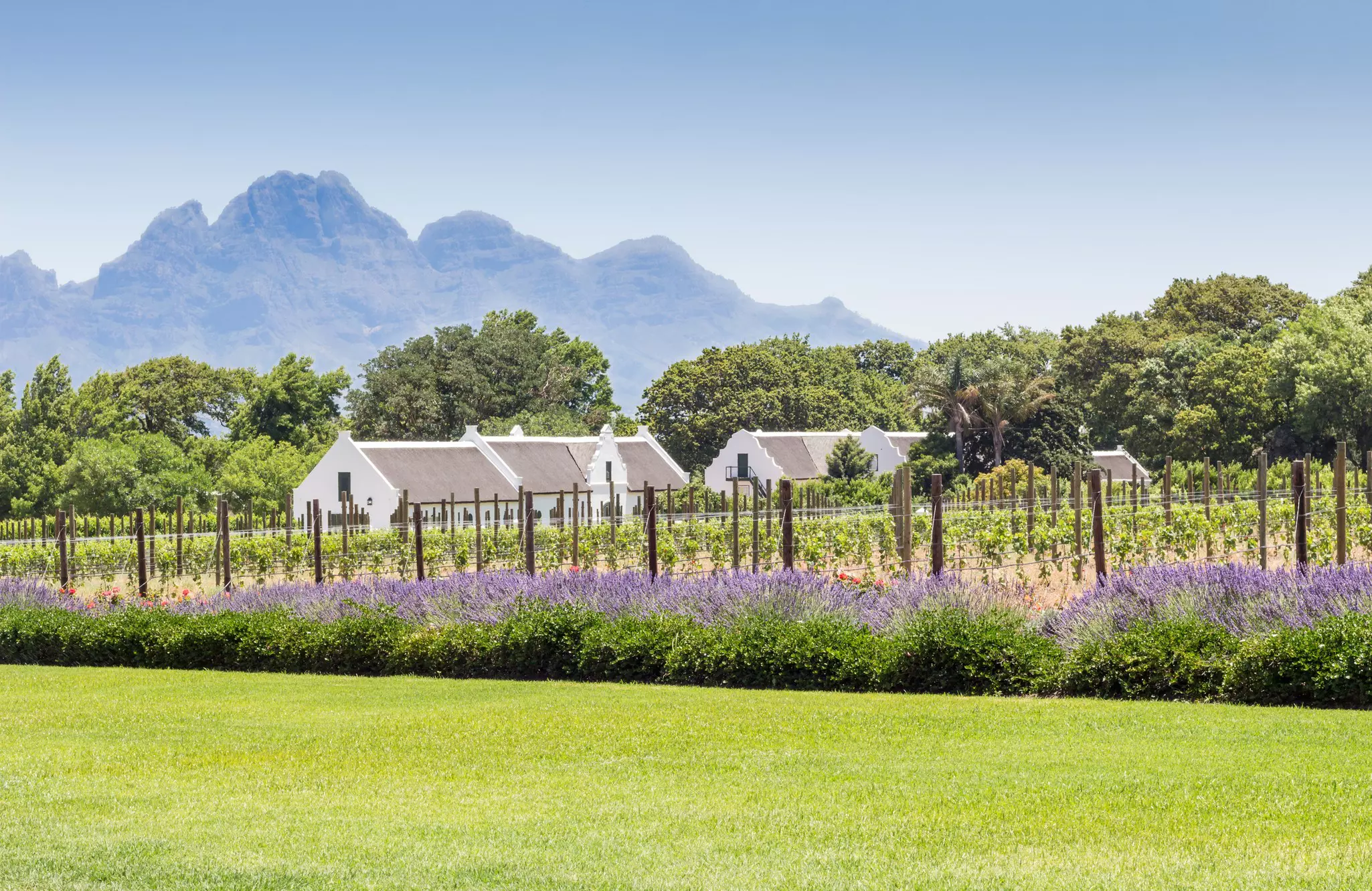 A vineyard with young grape vines, roses and lavender plants