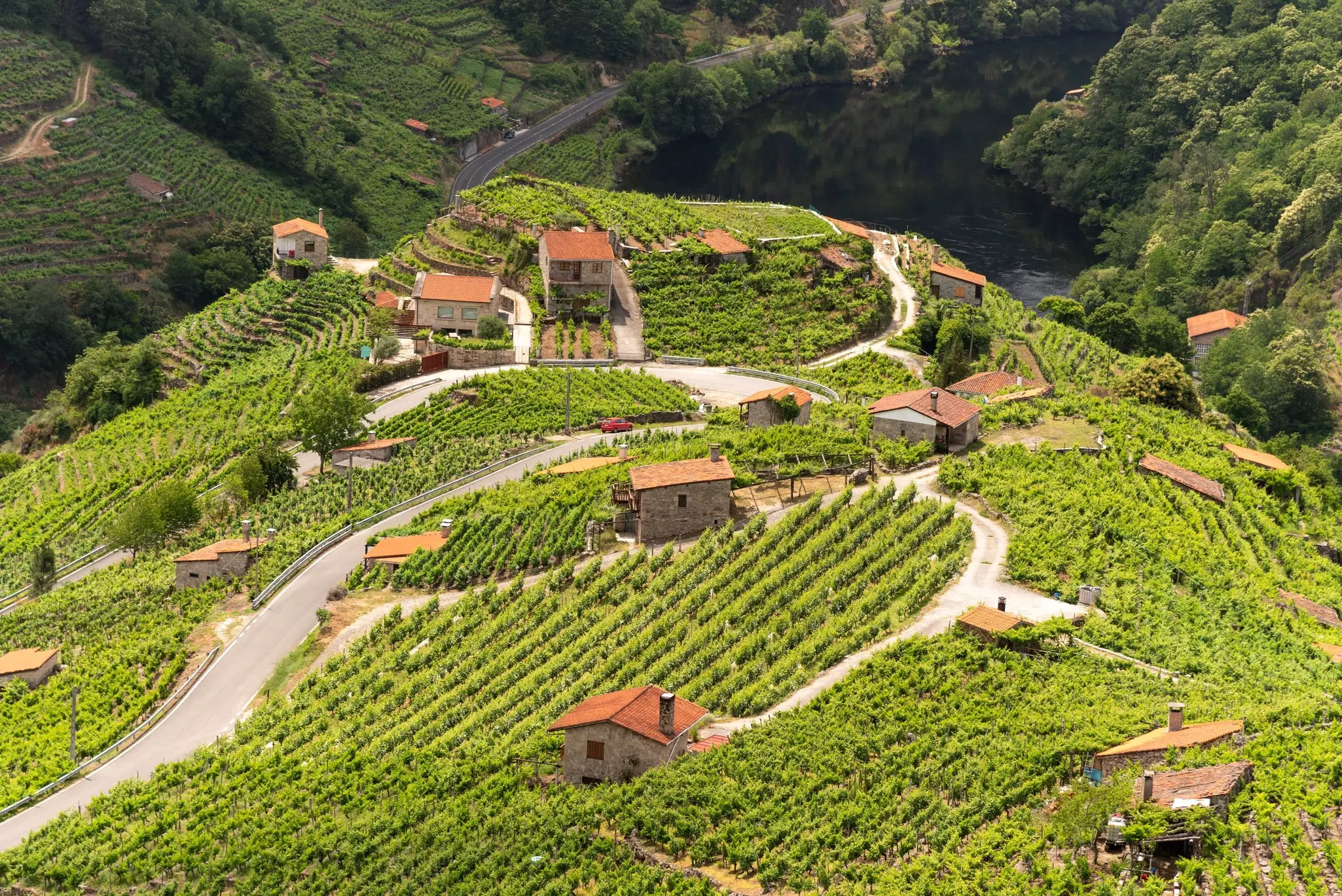 A breathtaking panoramic view of the Miño River flowing through the lush green vineyards of Ribeira Sacra in Chantada, Galicia, Spain