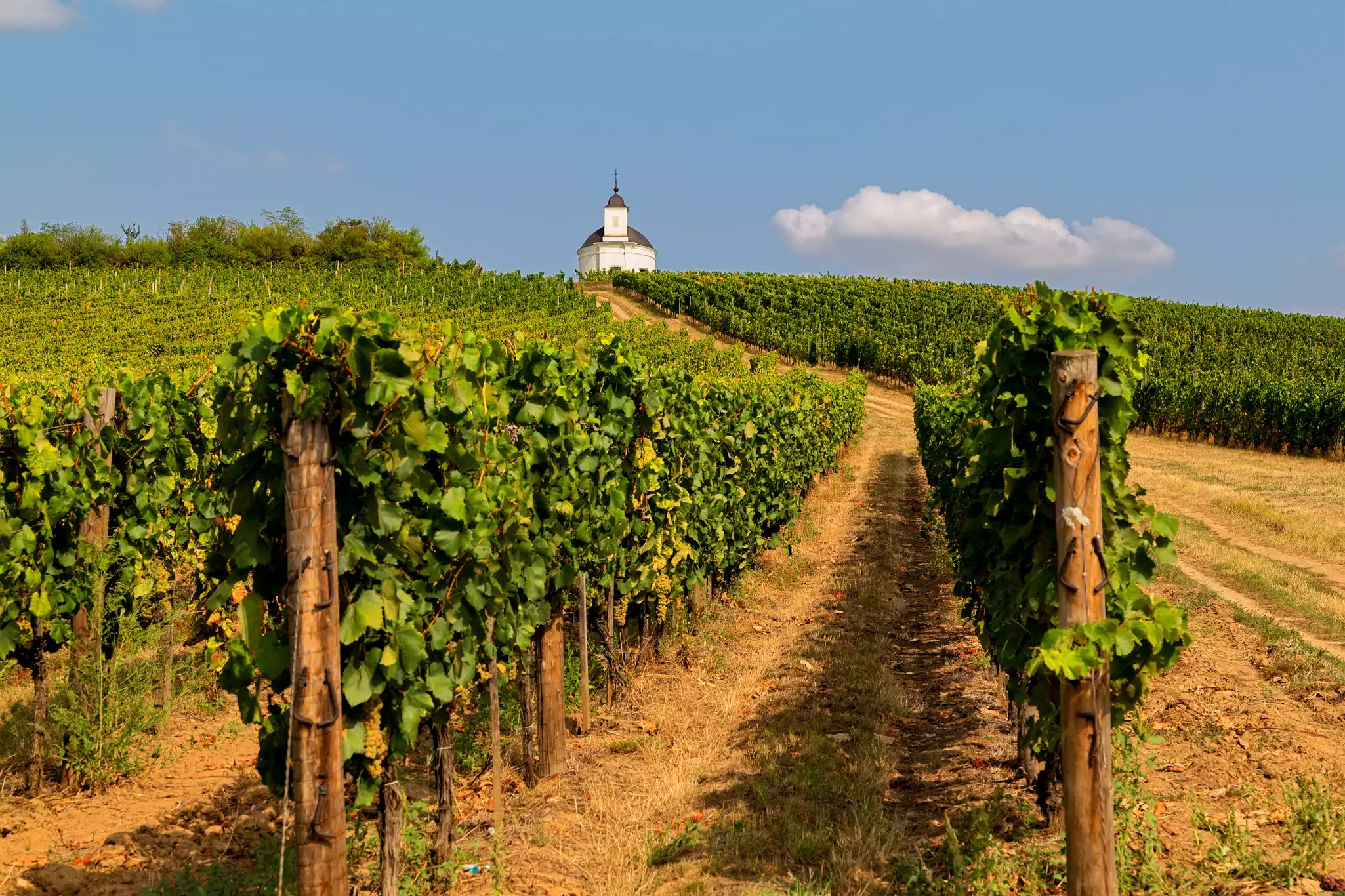 Vines in vineyard and small white chapel in Tokaj wine region, Slovakia and Hungary
