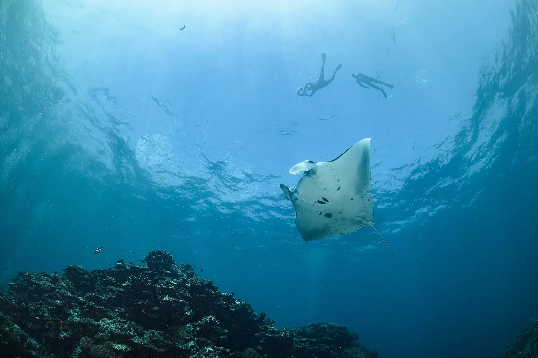 A manta ray glides through the depths. Two swimmers are silhouetted above.