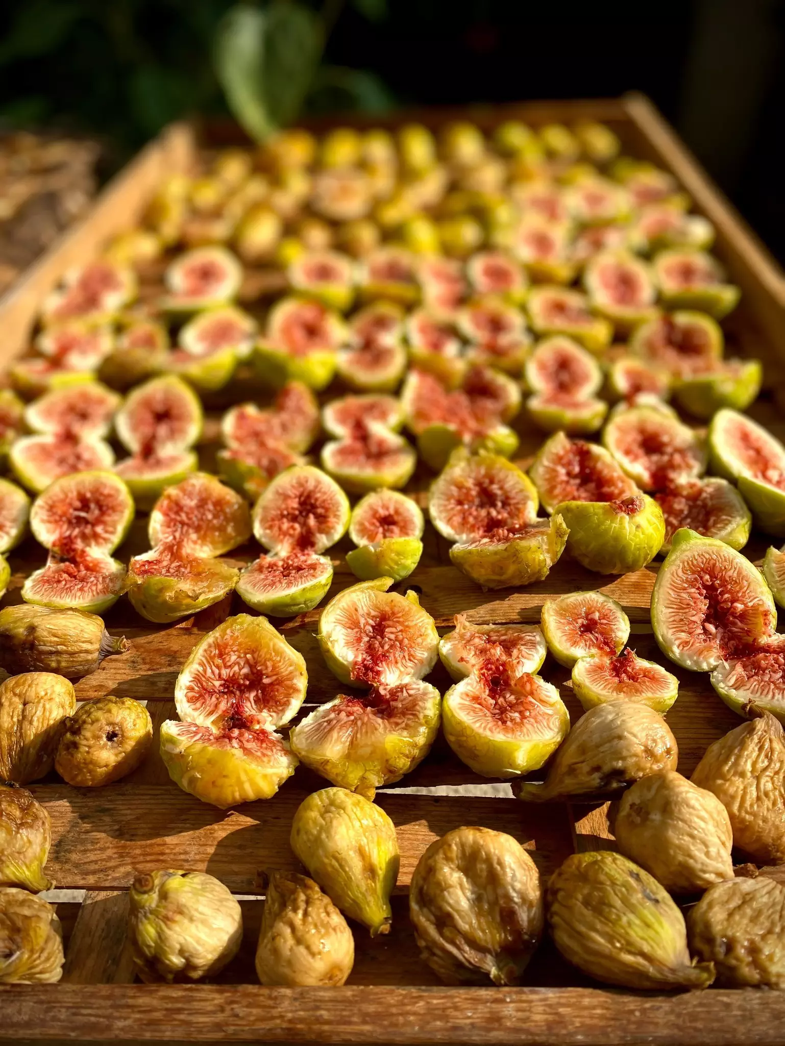 Pink and green fruit laid out in rows