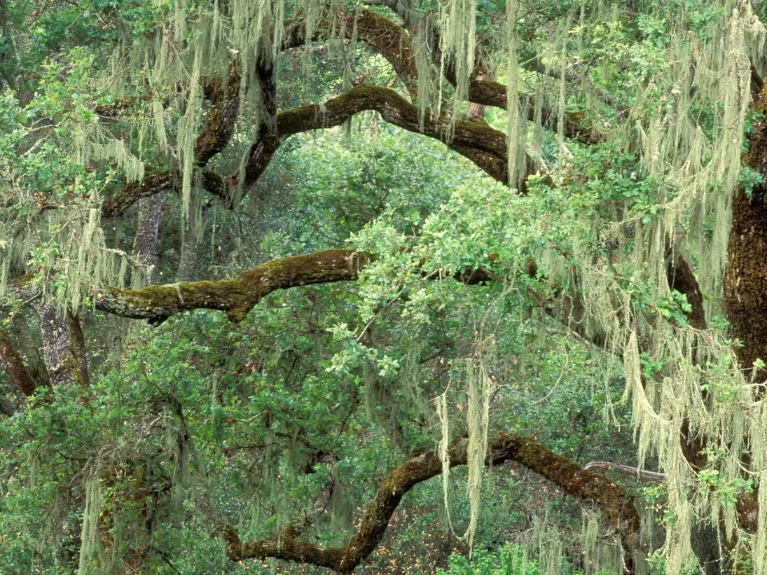 **RIGHTS MANAGED** uploaded for use on the LP app Moss covered oak trees Bothe Napa Valley State Park Napa County California