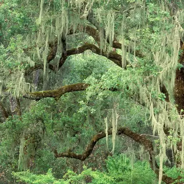 **RIGHTS MANAGED** uploaded for use on the LP app Moss covered oak trees Bothe Napa Valley State Park Napa County California