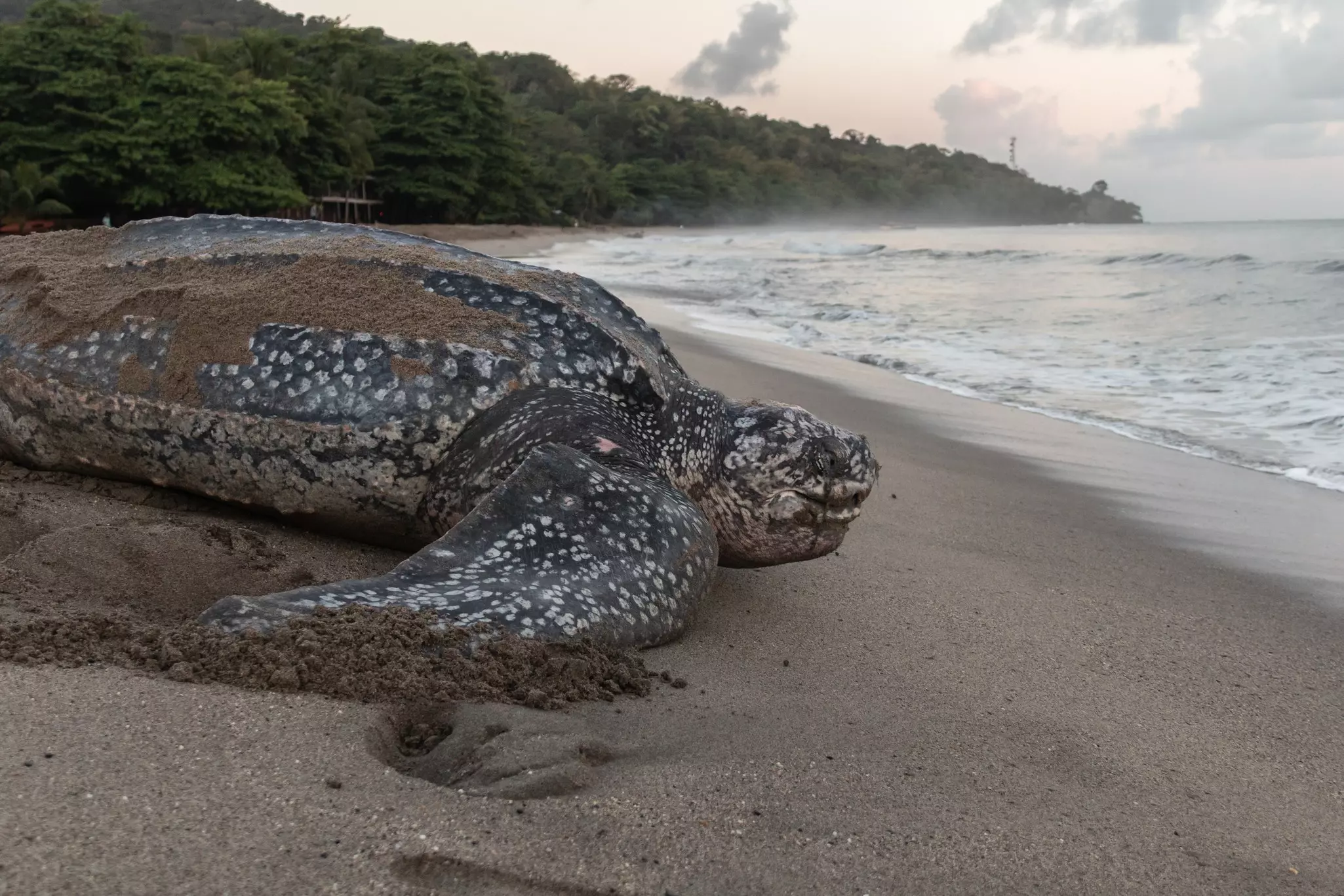 Close-up of a leatherback turtle laying her eggs during Trinidad and Tobago's nesting season. Shot in Grande Riviere at dawn.