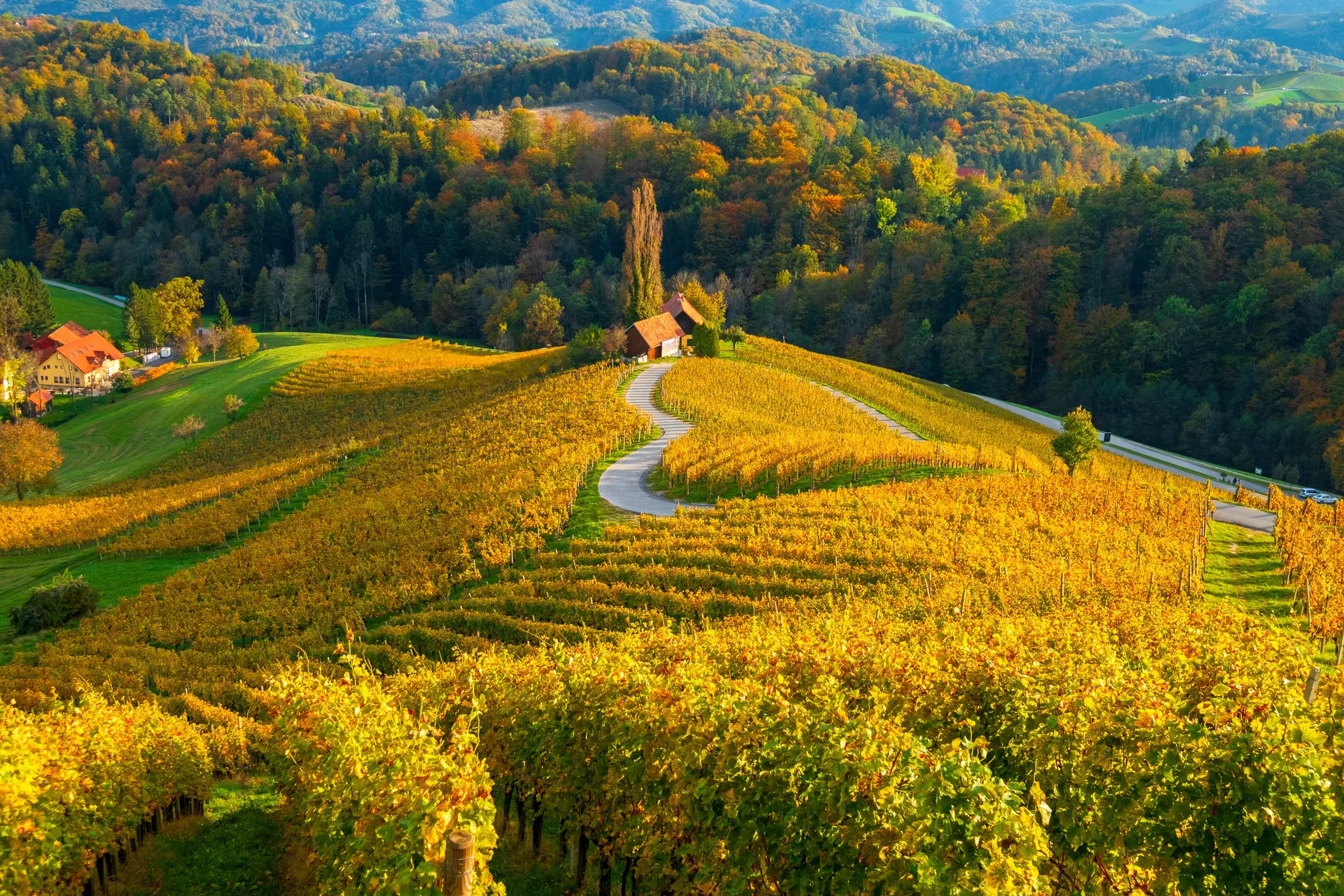 Famous heart-shaped wine route in the vineyards near Maribor