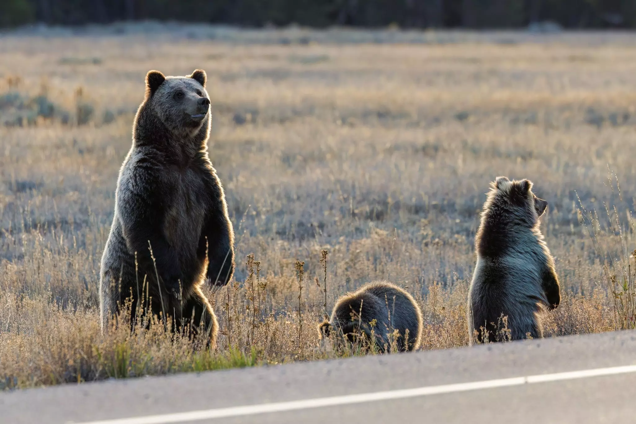 An adult grizzly bear and two cubs in a meadow on the side of a road