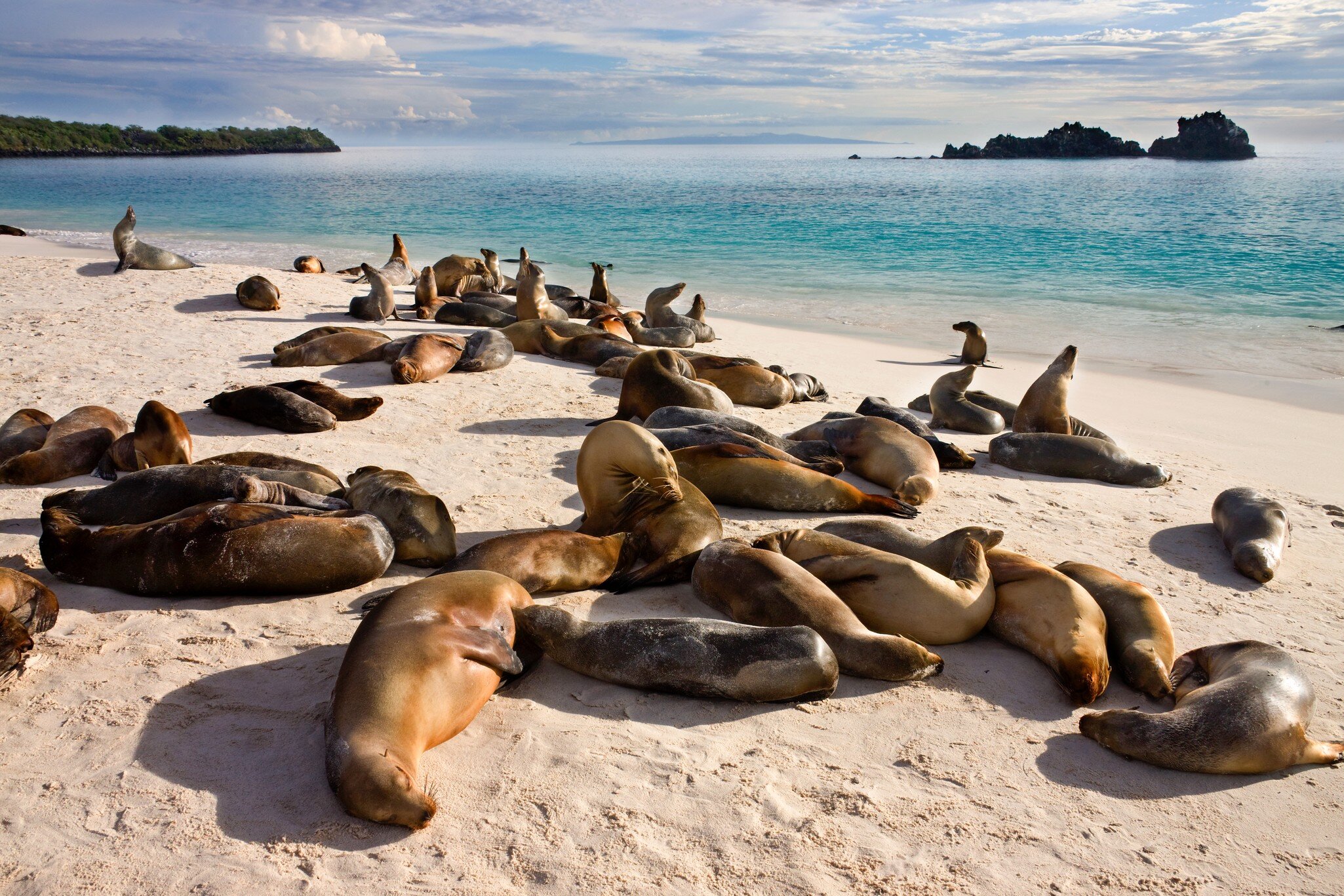 Many seals recline in the sunshine on white sand by blue water.