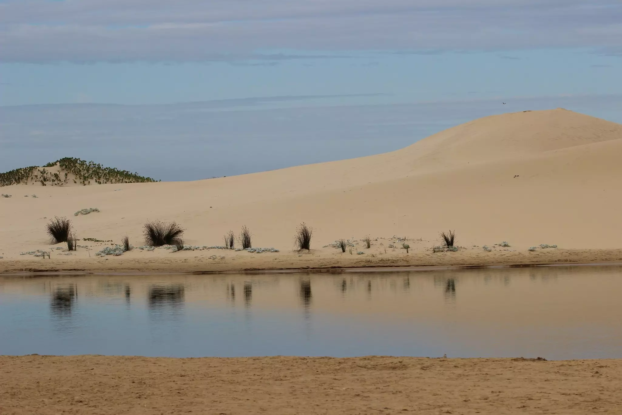Clumps of grass reflected on the shore of a lagoon in Kasouga