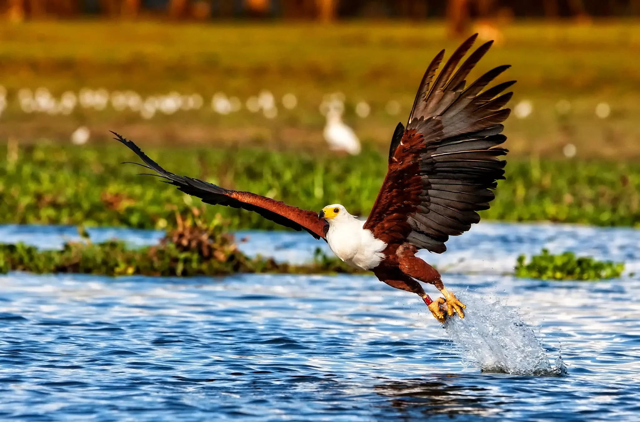 Some beautiful birds make Naivasha Lake National Park their home ©Travel Stock/Shutterstock