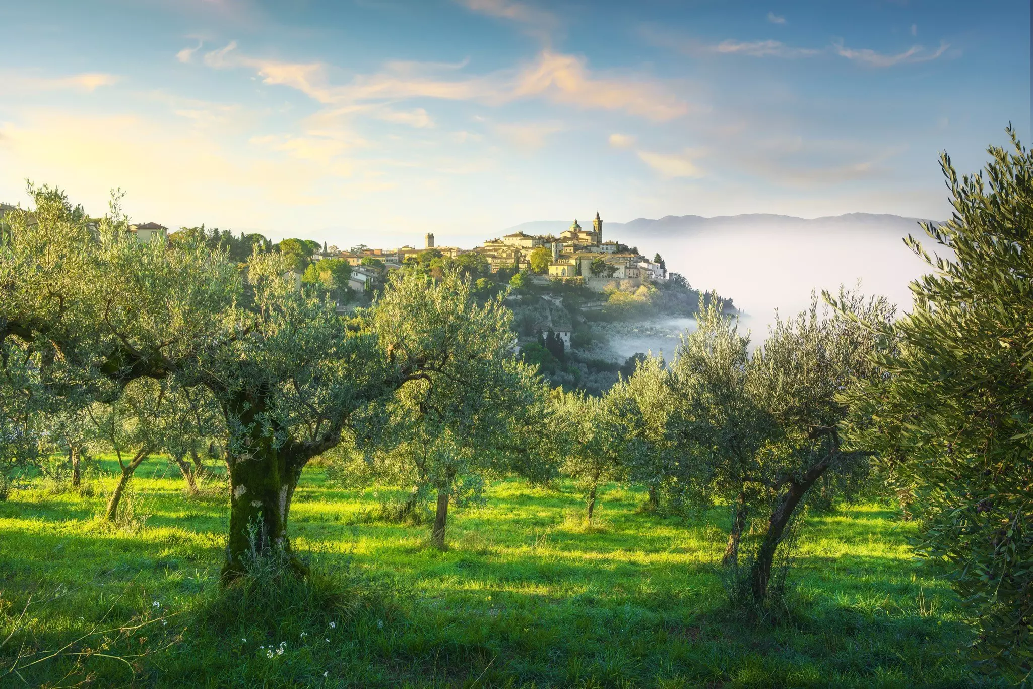 Olive trees fill the hills around Perugia. The production of olive oil in Umbria dates to the Etruscans and Romans © Getty Images