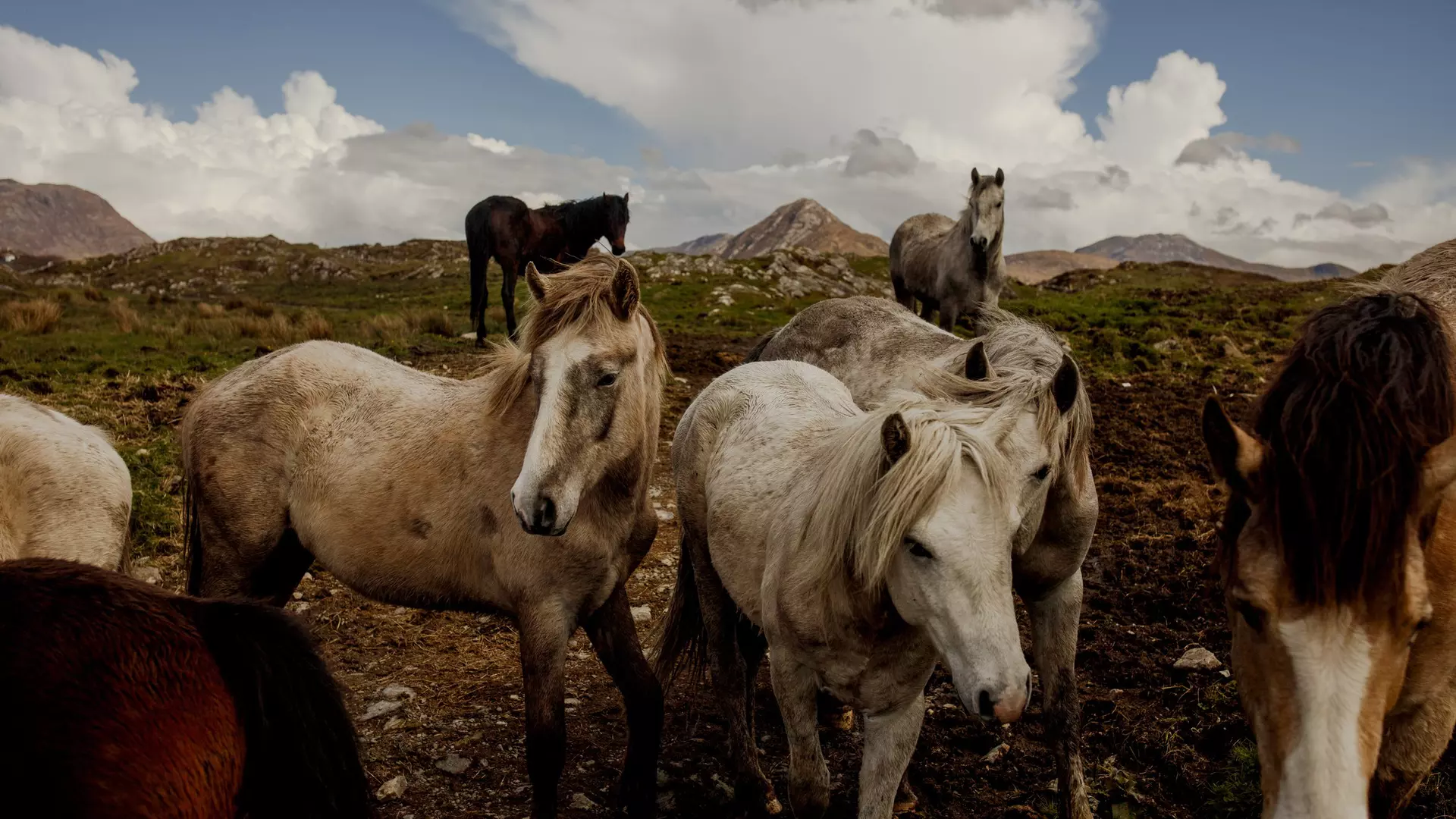 Connemara Ponies owned by Diamonds Equine near Renvyle Connemara