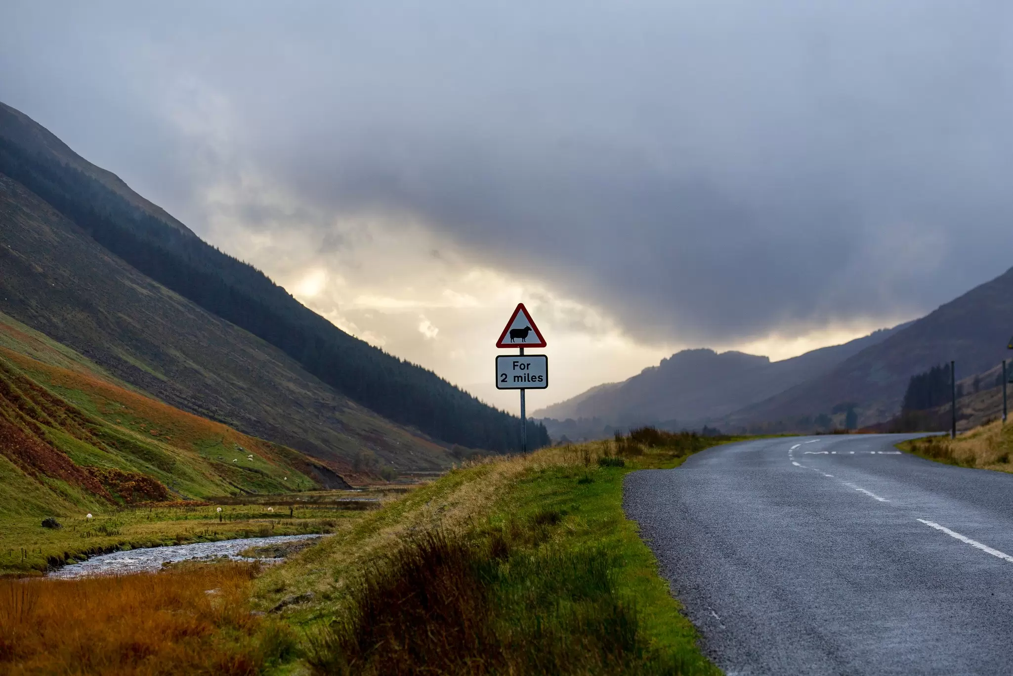 Don't worry, you'll spot just as many sheep in Southern Scotland as you would in the north. Emily Macinnes/Lonely Planet