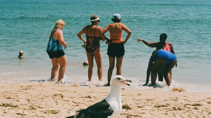 Gull at South Beach, Martha's Vineyard