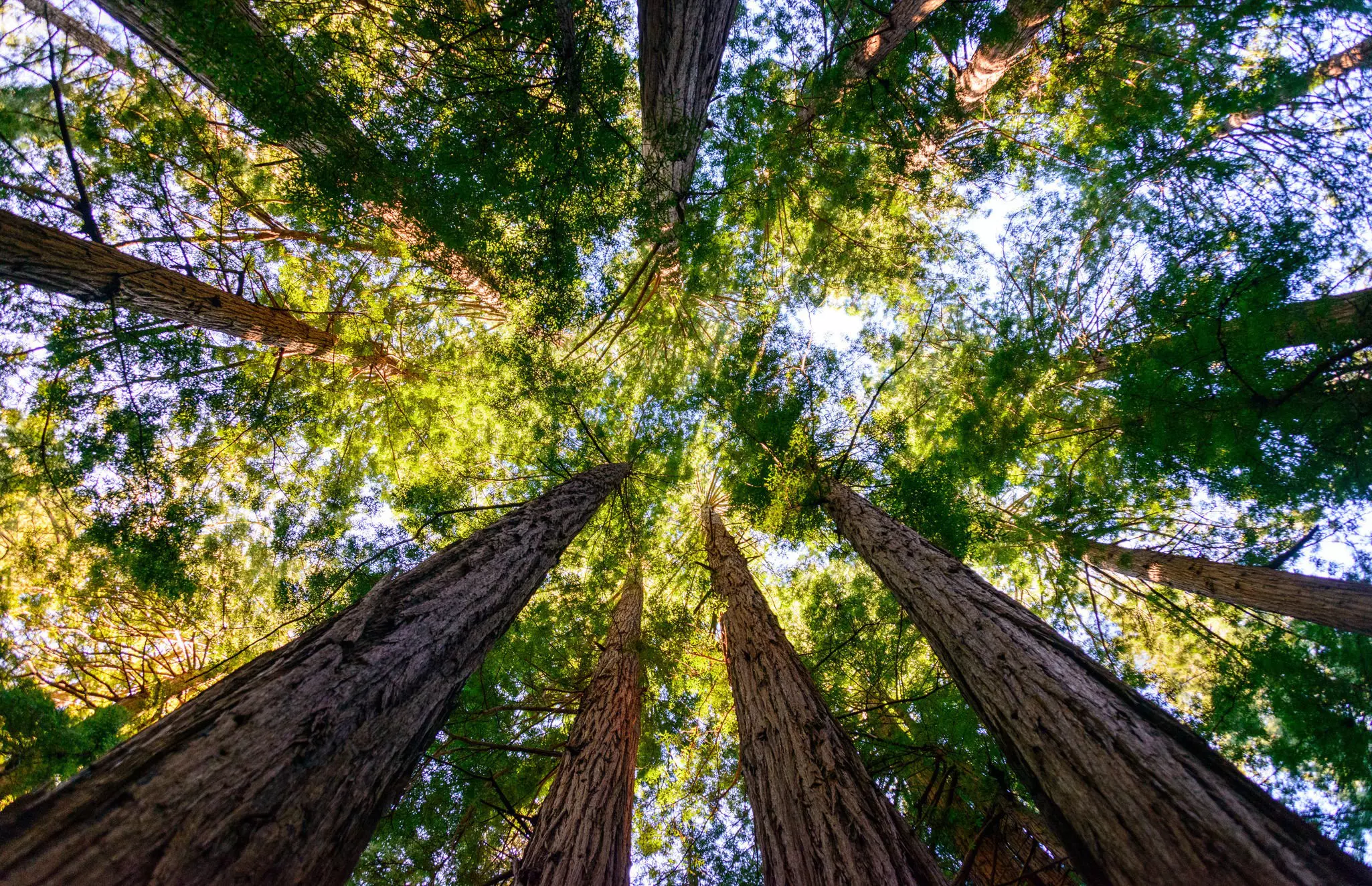 Trees in Muir Woods National Monument, Marin County, California, USA