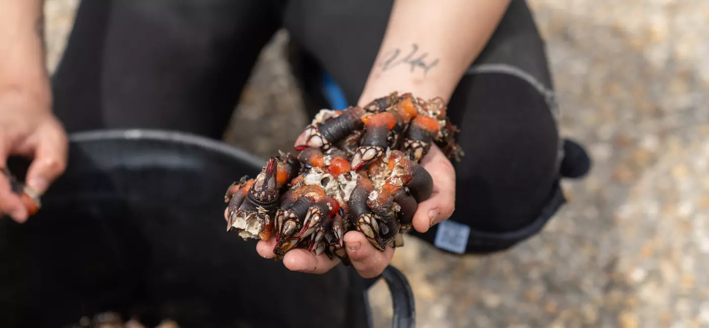May 9, 2024: The Costa da Morte (Coast of Death) got its name from all the people who have died from shipwrecked boats on the shoreline.  We follow Roberto Vidal Pombo, who is a percebeiro, a barnacle picker.  Roberto and his brother go out to rocks off the coast where they pick percebes (barnacles).

Afterward, we go to Restaurante Miramar de Corme where we take pics of seafood dishes.
Spain Marketing 1379722