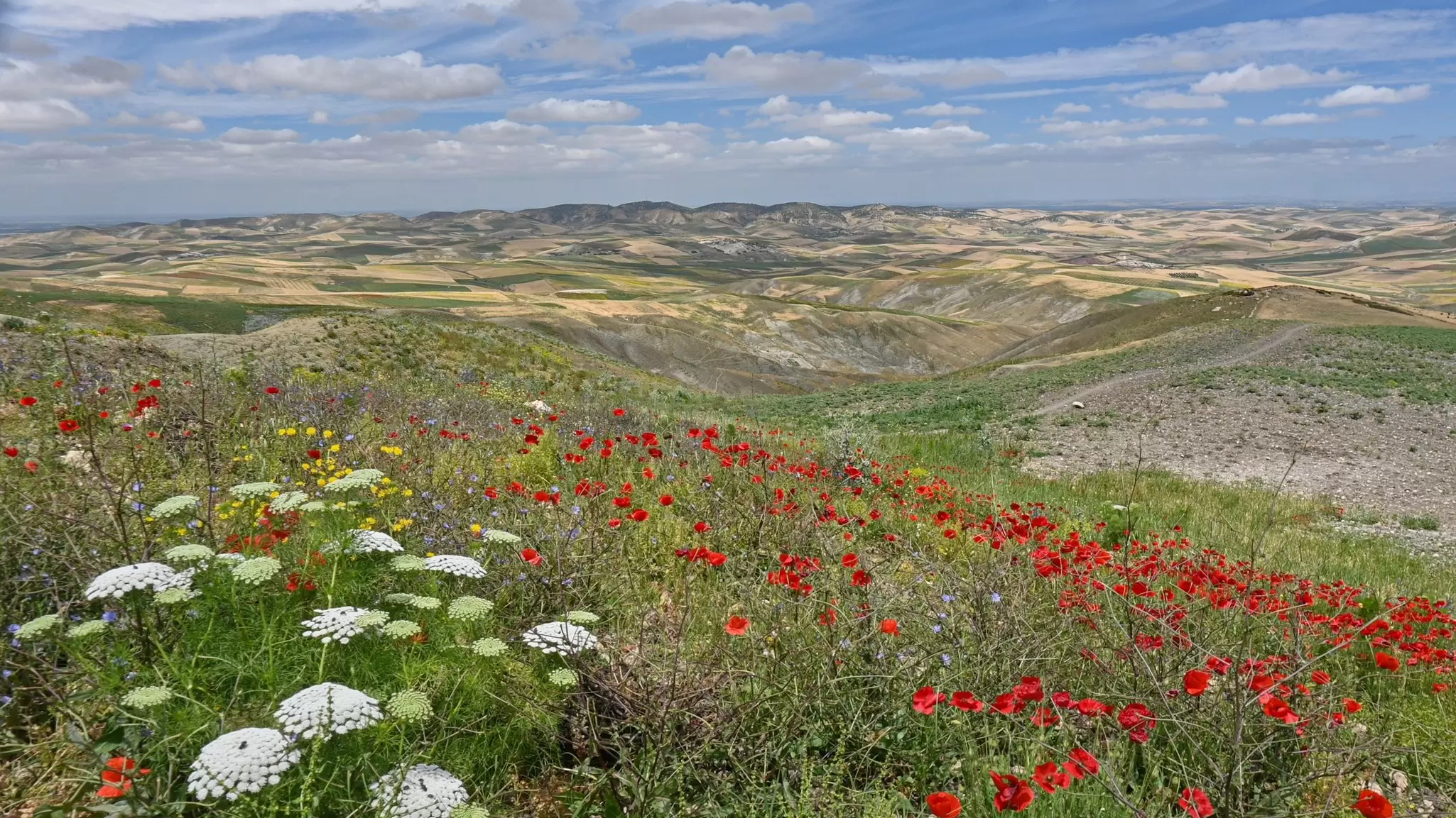 Spring flowers in grassland with rocky low peaks beyond.