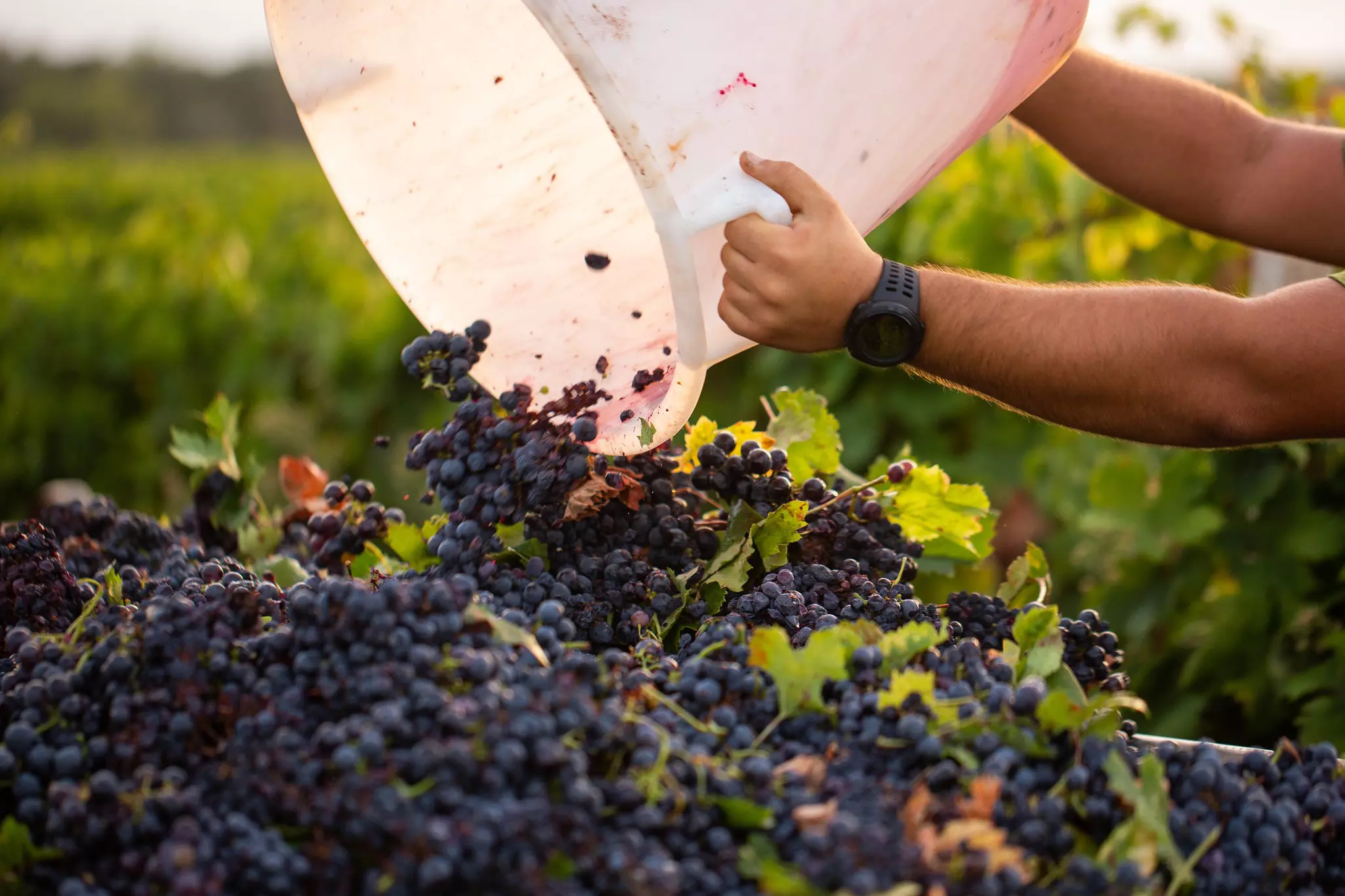 A man harvesting grapes in Salento, Puglia, Italy.