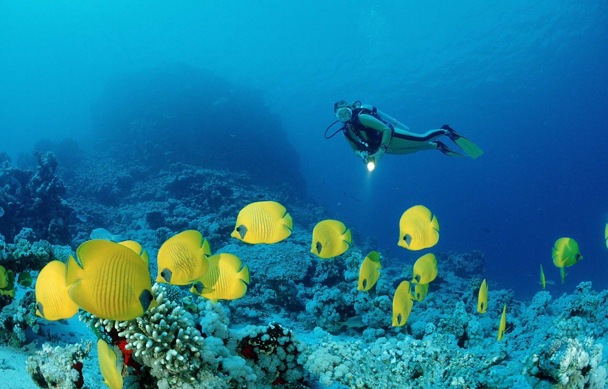 Scuba diver and Masked Butterflyfishes, Chaetodon semilarvatus, Egypt, Africa, Sinai, Nuweiba, Red Sea