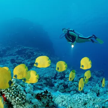 Scuba diver and Masked Butterflyfishes, Chaetodon semilarvatus, Egypt, Africa, Sinai, Nuweiba, Red Sea