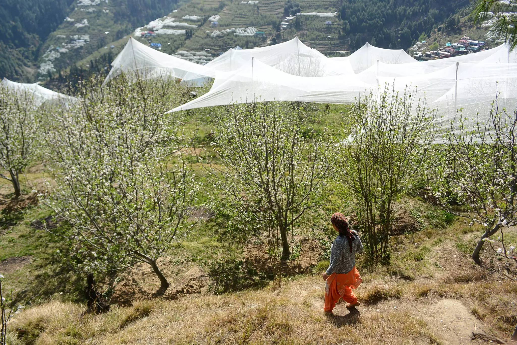 A woman crossing through blooming apple trees with anti-hail nets during the flowering at Kotkhai