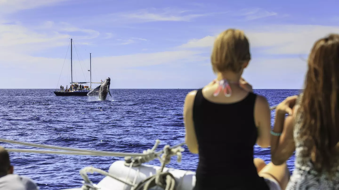 Whale watching in Cabo - adults on snorkel trip aboard Pez Gato, near Cabo San Lucas