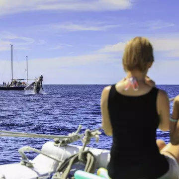 Whale watching in Cabo - adults on snorkel trip aboard Pez Gato, near Cabo San Lucas