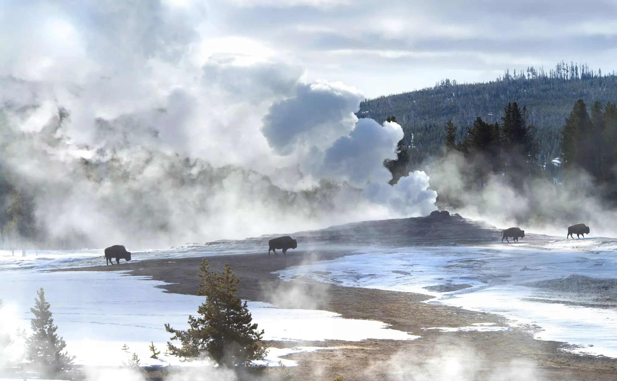 Bison on snowy ground. Clouds of steam from thermal springs hover around them.