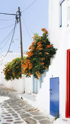 Whitewashed buildings with brightly colored doors and overhanging plants. 