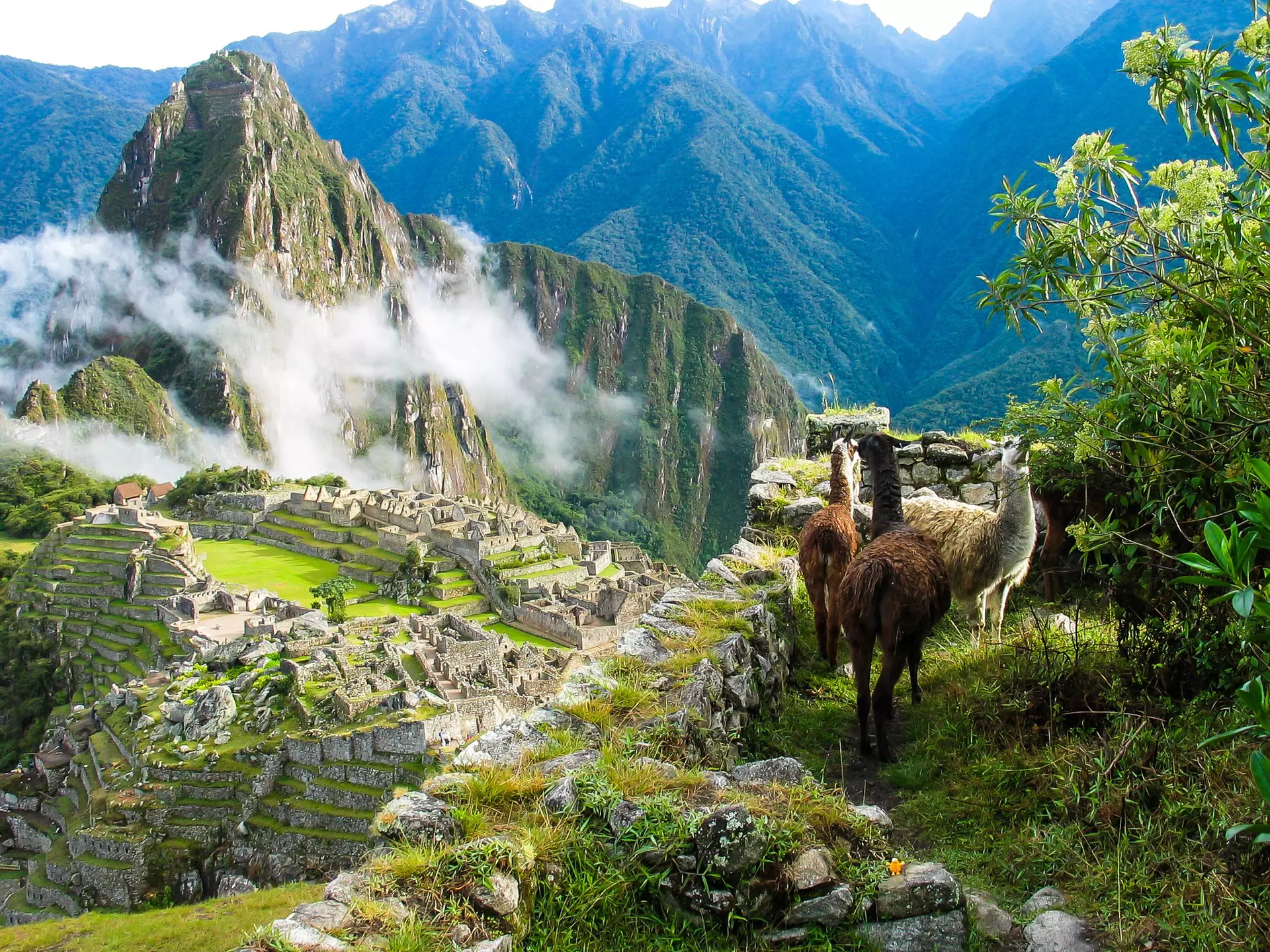 Llamas watch over Machu Picchu covered in mist. coopermoisse / Getty Images
