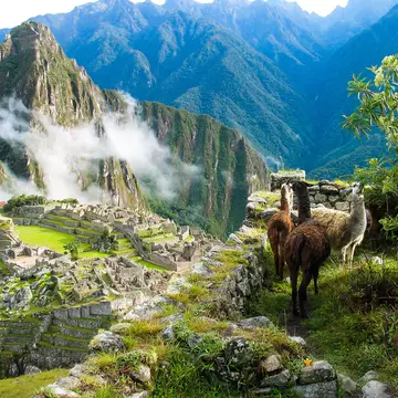 Llamas watch over Machu Picchu covered in mist. coopermoisse / Getty Images