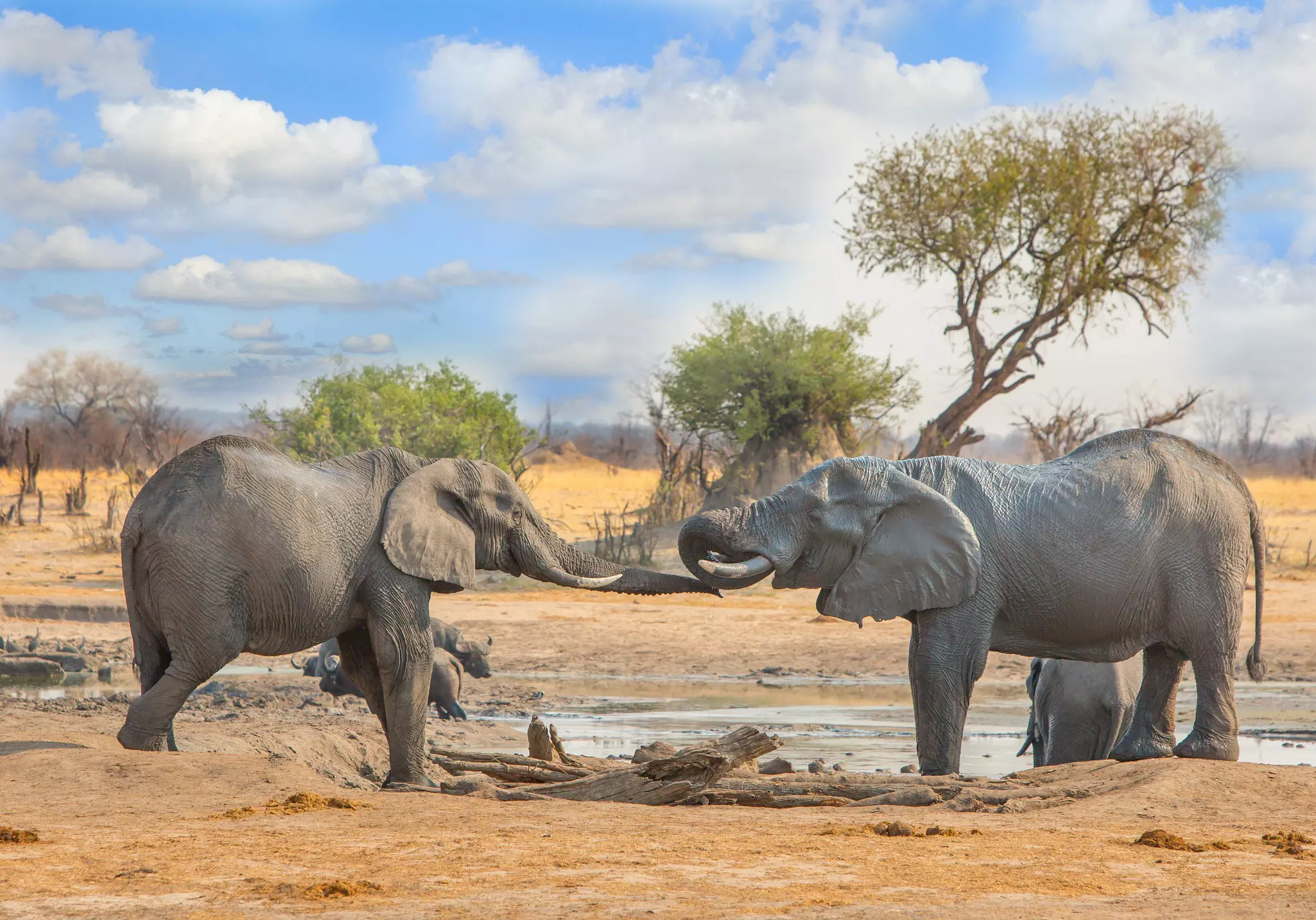 Two elephants walk (from right to left) in very deep golden grasses; the elephant at the front has its trunk raised skyward. In the background is a moody sky with billowy clouds.