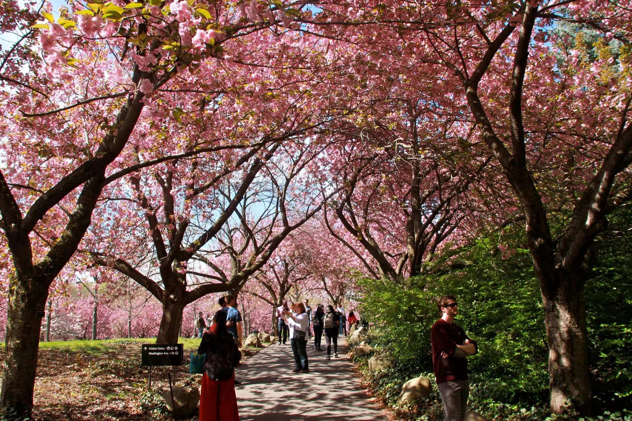 The Sakura Matsuri Festival celebrates Japanese culture at the Brooklyn Botanic Garden © Julie Markes / Brooklyn Botanic Garden