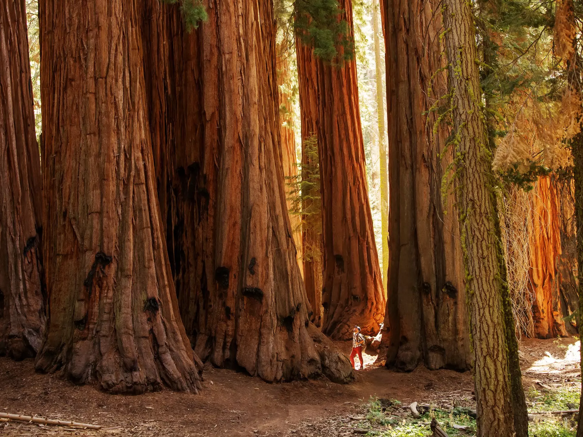 A person in sunlight in a grove of tall sequoia trees.