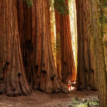 A person in sunlight in a grove of tall sequoia trees.