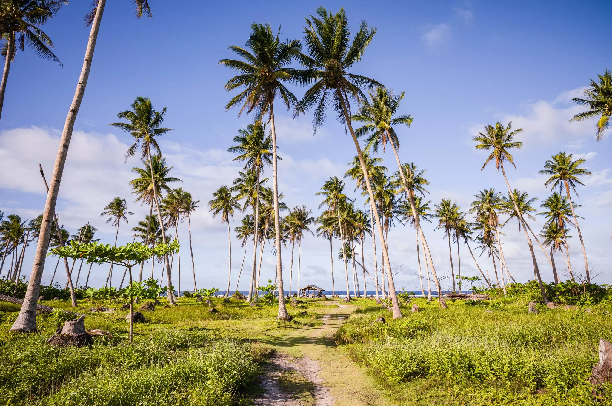 A pathway leads through palm trees to a beach in the Philippines.