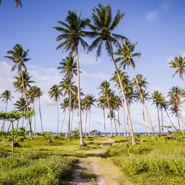 A pathway leads through palm trees to a beach in the Philippines.
