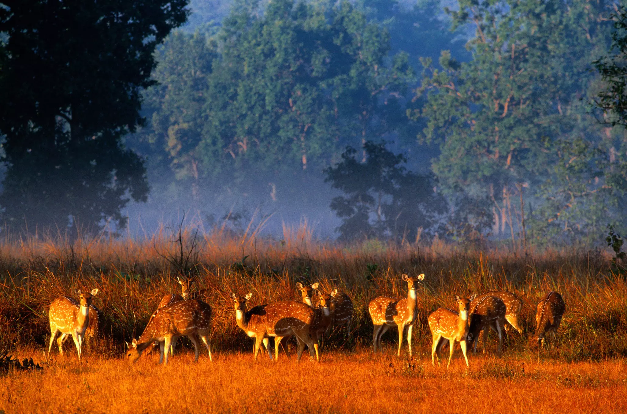 Spotted deer stand together in a herd feeding on the grasslands in the golden sunlight at the edge of a woodland.