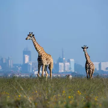 A Masai Giraffe (Giraffa camelopardalis tippelskirchii aka Kilimanjaro giraffe) and her calf in Nairobi National Park with the city in the background.
945049802
giraffa camelopardalis tippelskirchii, kilimanjaro giraffe