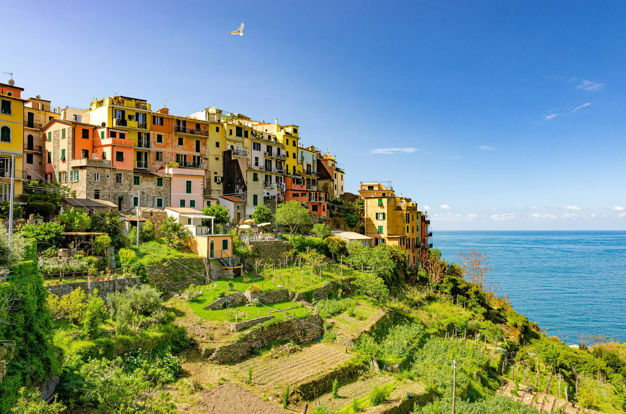 Terraced fields around Corniglia in the Cinque Terre, Liguria, Italy.