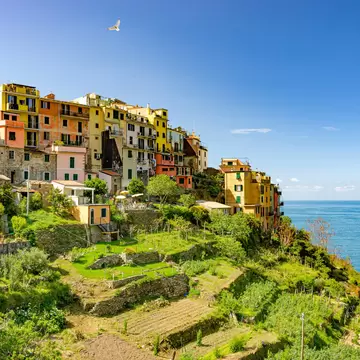 Terraced fields around Corniglia in the Cinque Terre, Liguria, Italy.