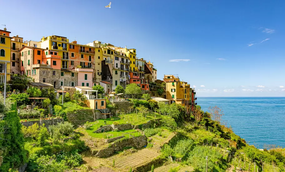Terraced fields around Corniglia in the Cinque Terre, Liguria, Italy.